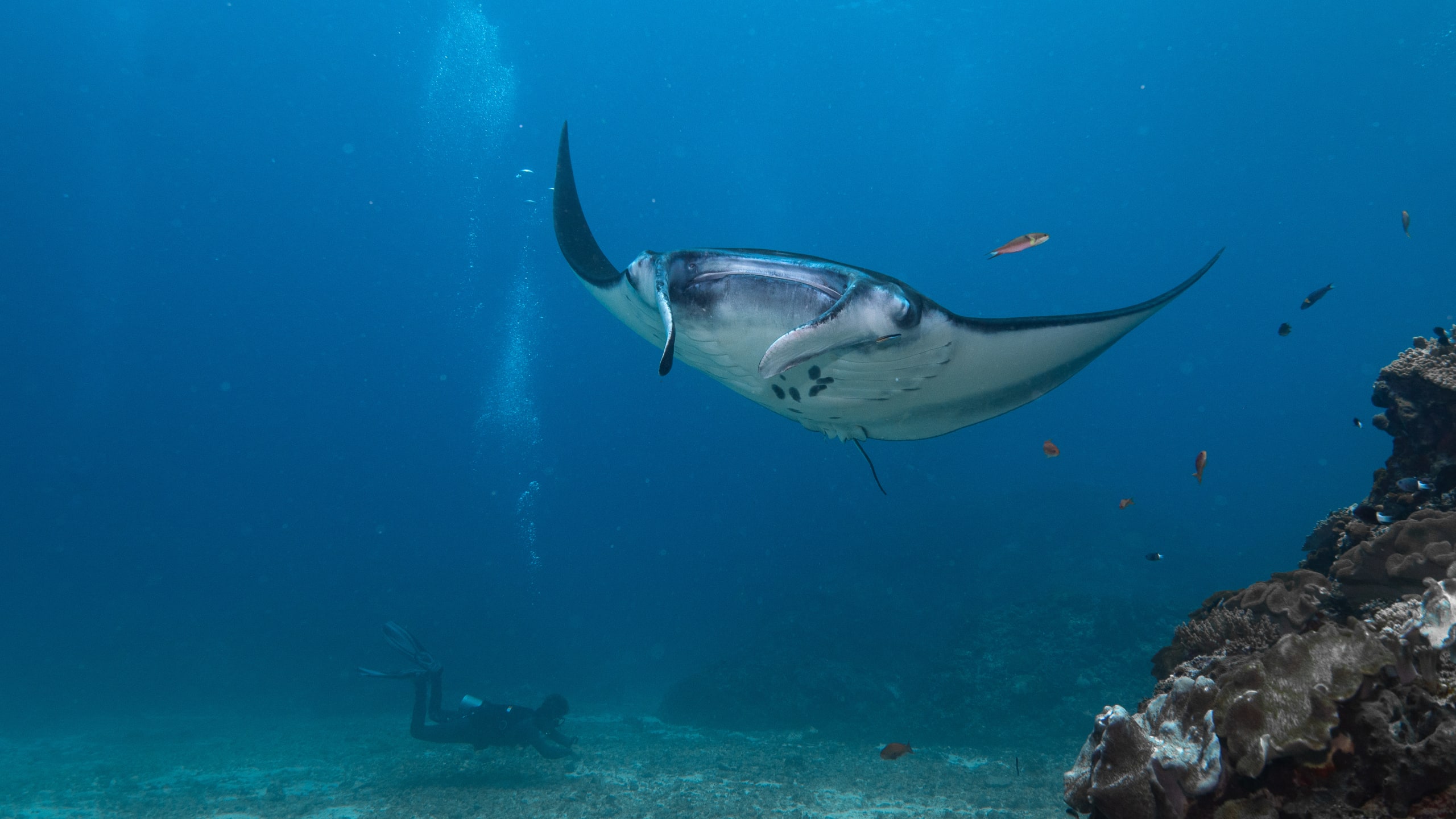 Nusa Penida Dive and Stay Packages 